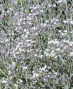 What arrangement would be complete without Baby's Breath?