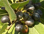 Greek Bay Berries