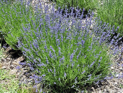 Hidcote Lavender in bloom