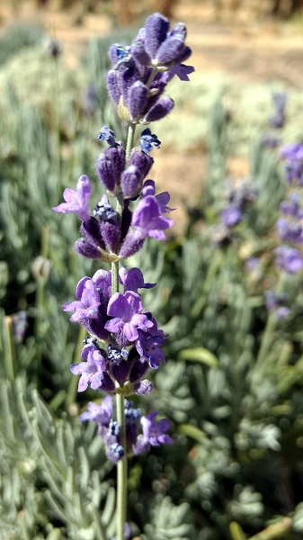 Flower spike of Royal Purple Lavender