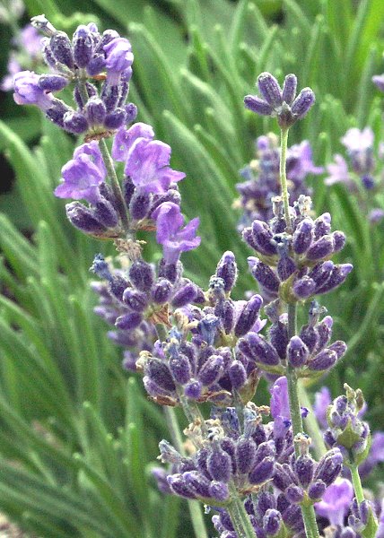 Sarah Lavender flower wands