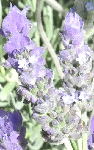 French lavender flowers.