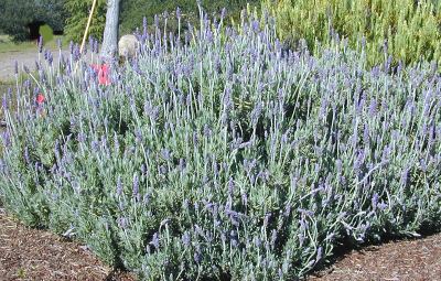 French lavender Herb Bee Plant Lavandula Dentata Royal Crown 300 Fresh Seeds 