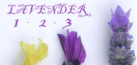 Morning Lavender Size Chart