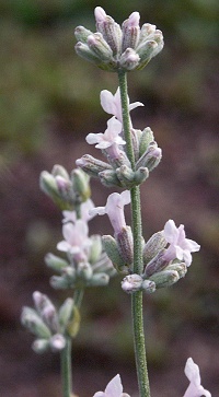 Lavandula Angustifolia Jean Davis Jean Davis English Lavender