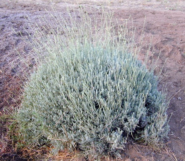 Lavandula Spica Tomentosa Lavandula Lanata Boiss SOLD OUT Woolly Lavender