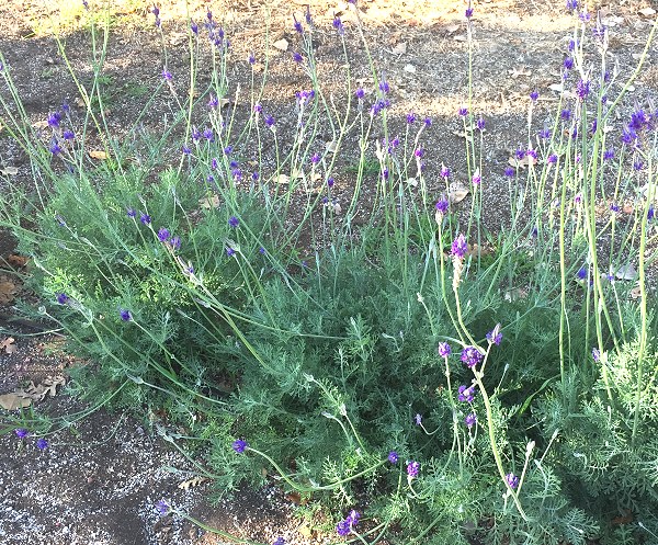Lavandula Pinnata Pinnata Lavender