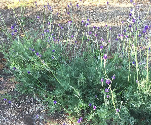 Pinnata Lavender blooms in October