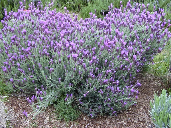 Spanish lavender blooming in spring