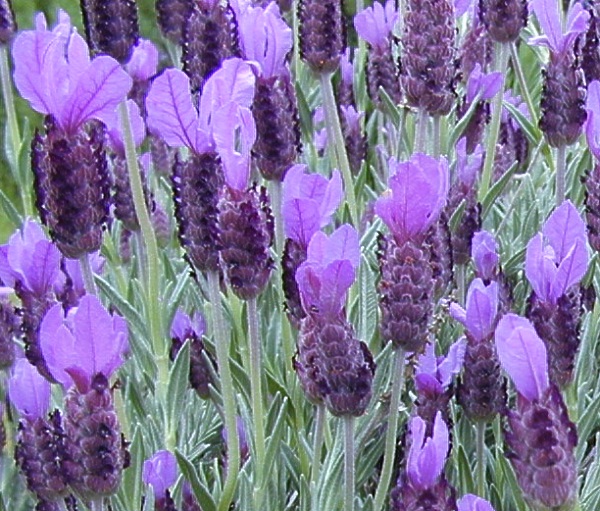 Spanish Lavender blooms