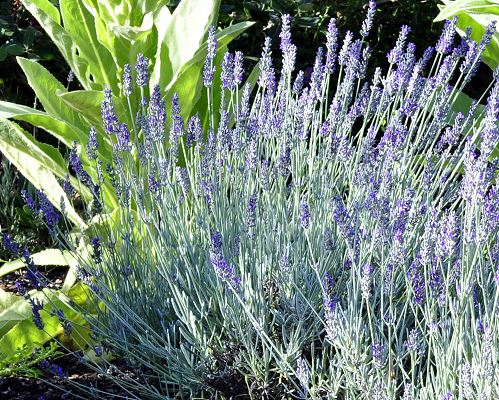 Richard Gray Lavender in its third spring.