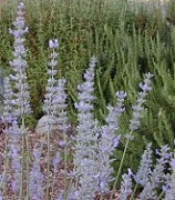 Dutch Mill Lavender has a brightness that makes it perfect for crafts.