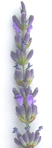 Grosso Lavender Flower 3