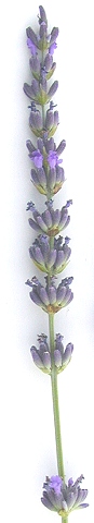 Grosso Lavender Flower 2