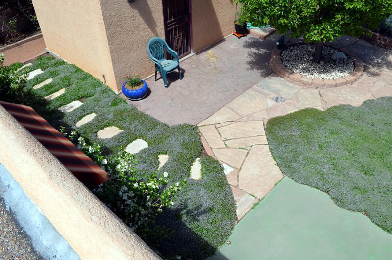 Thymus 'Reiter's' Reiter's Thyme