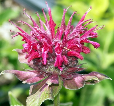 Monarda didyma Cambridge Scarlet Bee Balm Plant in Flower.