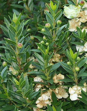 Close up of Dwarf Sweet Myrtle leaves