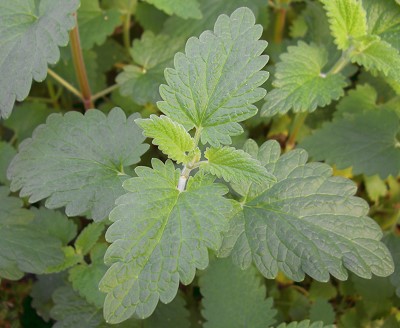 Leaves of the Catnip Plant