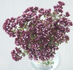 Simple vase agrangement of Rosenkuppel Oregano flowers