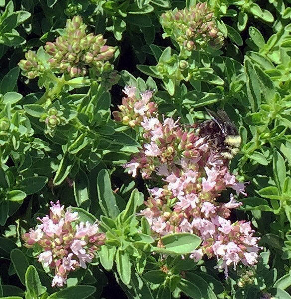 Origanum 'Mounding Marjoram' Mounding Marjoram