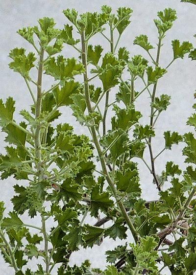 Cinnamon Geranium is one of the more frost tender scenteds.