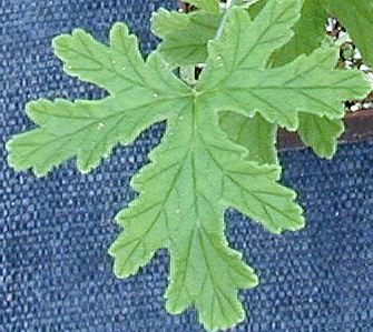 The aromatic leaf of Citrosa Geranium