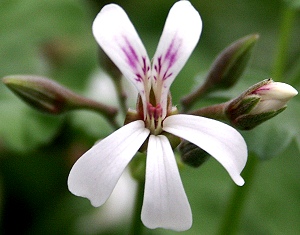 Nutmeg Scented Geranium flower