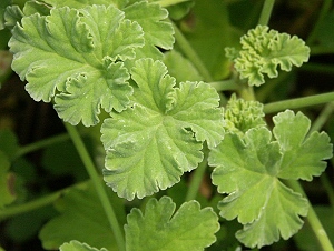 Soft waxy leaves of the Nutmeg Scented Geranium
