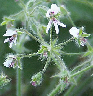 Close up of Peppermint Scented Geranium Flowers