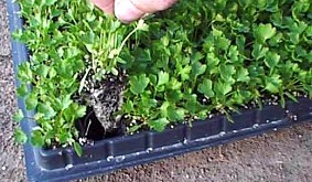 Price per 12 Details about   Variety of Vegetable 4cm plug plants available 