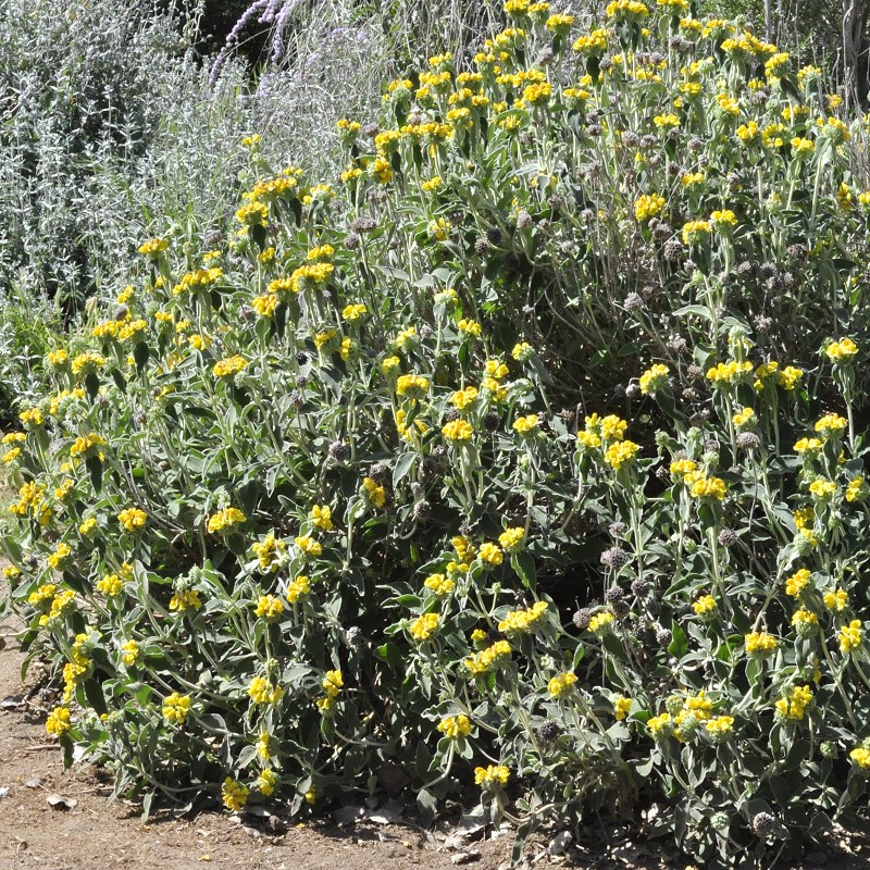 Phlomis fruticosa Jerusalem Sage