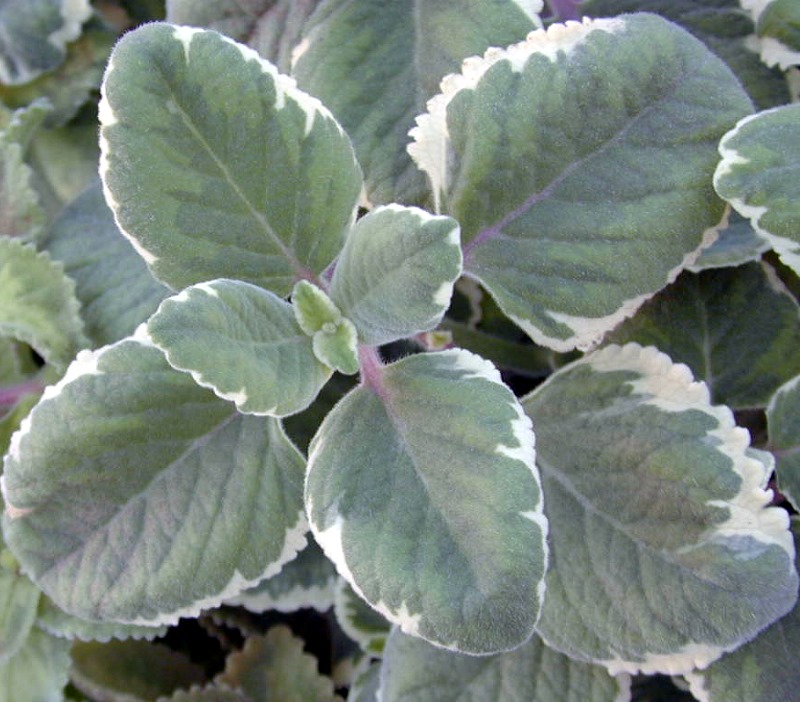 HATCHMATIC Germination Seeds Oregano Cuban Variegated 5 cuttings Plectranthus amboinicus Thyme 