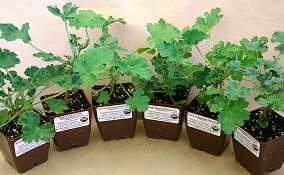 Herbs And Perennials That Are Out Of This World Our Standard 3 Inch Nursery Container