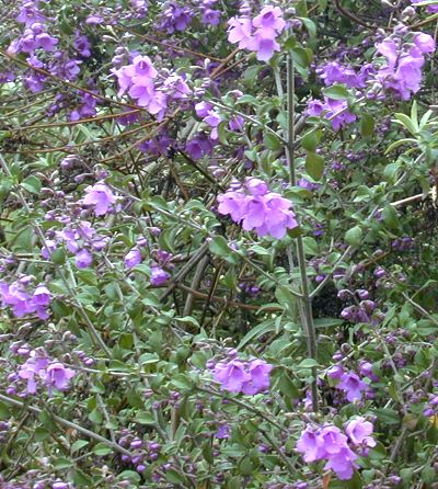 Prostanthera Rotundifolia Australian Mint Bush Australian Mint Bush In Flower