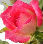 Magic Carrousel Rose makes perfect rose buds!