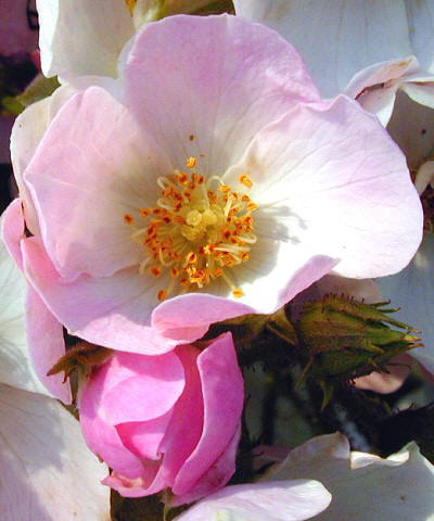 Ballerina Rose Flower