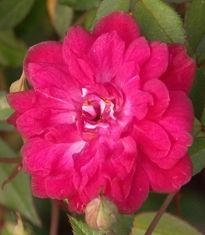 Beauty Secret Miniature Rose