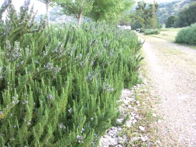 Rosmeary Hedge on Driveway