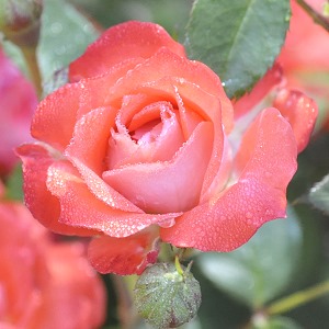 Roses Miniature Roses Climbing Roses Rose Hips,Silver Quarter Value