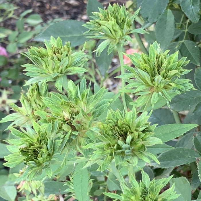 Cluster of Green Roses
