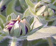 Black Eyed Susan and its Hairy Stem