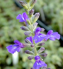 SAGE 125 SEEDS Salvia Officinalis Evergreen Blue Flowers Herbal Deer Resistant 