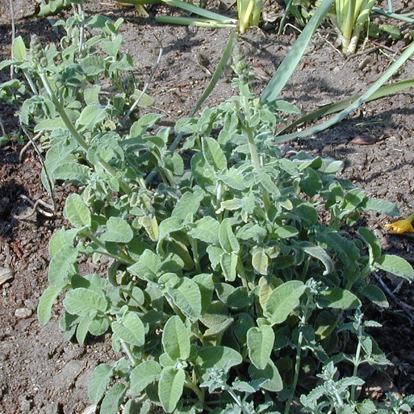 Salvia fruticosa Salvia triloba Greek Sage