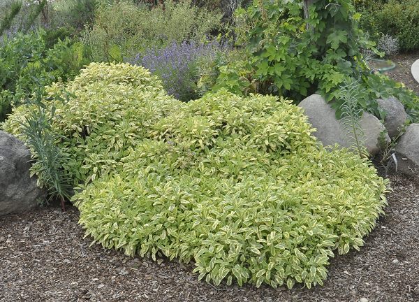 golden garden sage would make a tasty addition to our kitchen herb garden six pack or our gourmet herb garden six pack - Golden Garden golden garden sage would make a tasty addition to our kitchen herb garden six pack or our gourmet herb garden six pack - Golden Garden