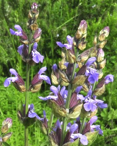 Of sage flowers pictures 