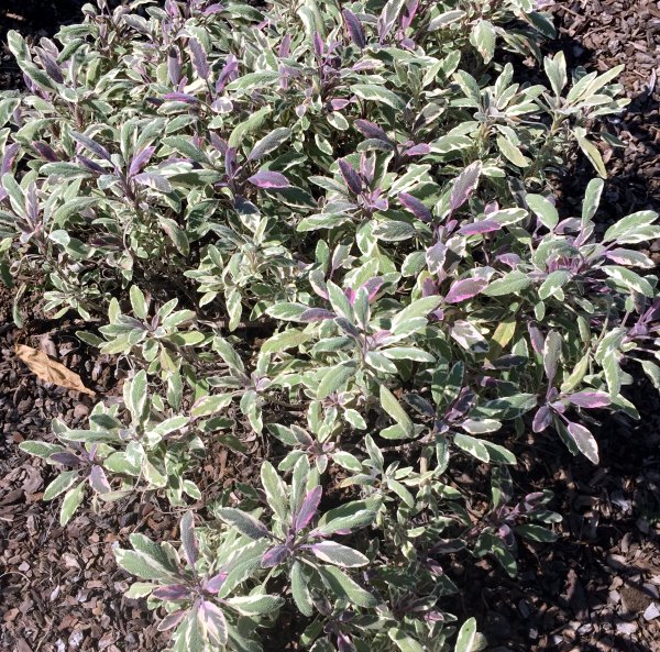 Tricolor Sage after two years
