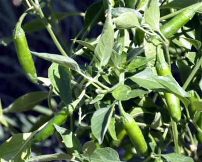 Green Serrano Peppers