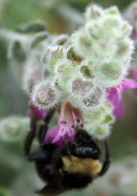 Germander flower with bee.