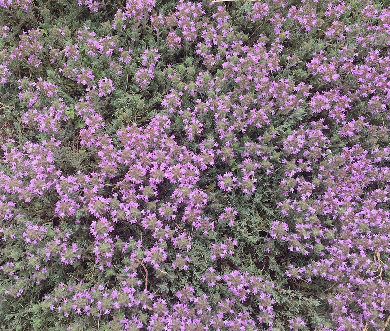 Silver Needle Thyme in bloom