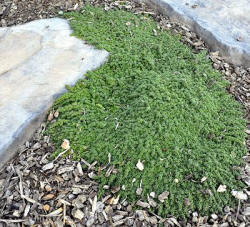 Elfin Thyme growing between stepping stones.